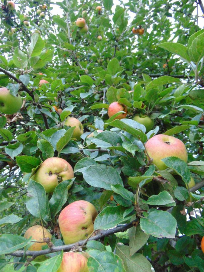 Apple House Villa Cetinje Exterior foto
